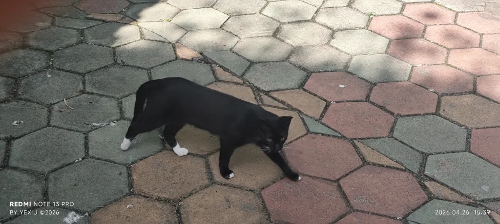 惠州西湖红锦水榭的猫