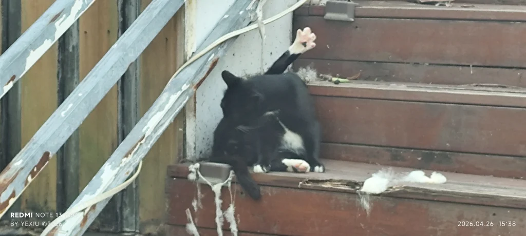 这是猫啊？